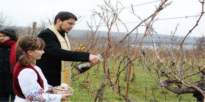 Vinograd