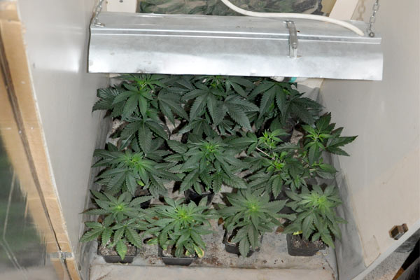 http://radiomagnum.rs/wp-content/uploads/2016/03/Marihuana-BOR2.jpg