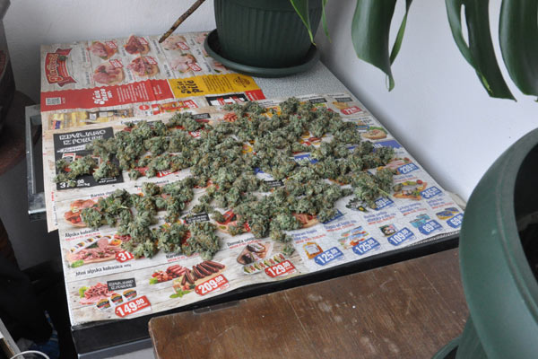 http://radiomagnum.rs/wp-content/uploads/2016/03/Marihuana-BOR4.jpg